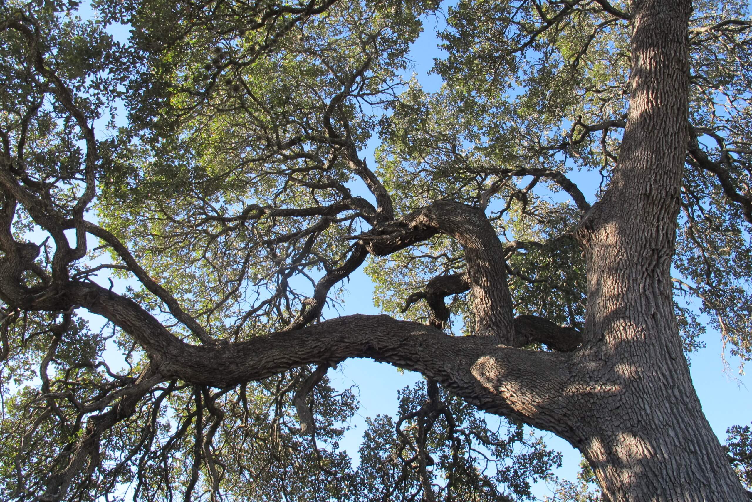 600 S Bagdad Road historic farmhouse and heritage oak tree