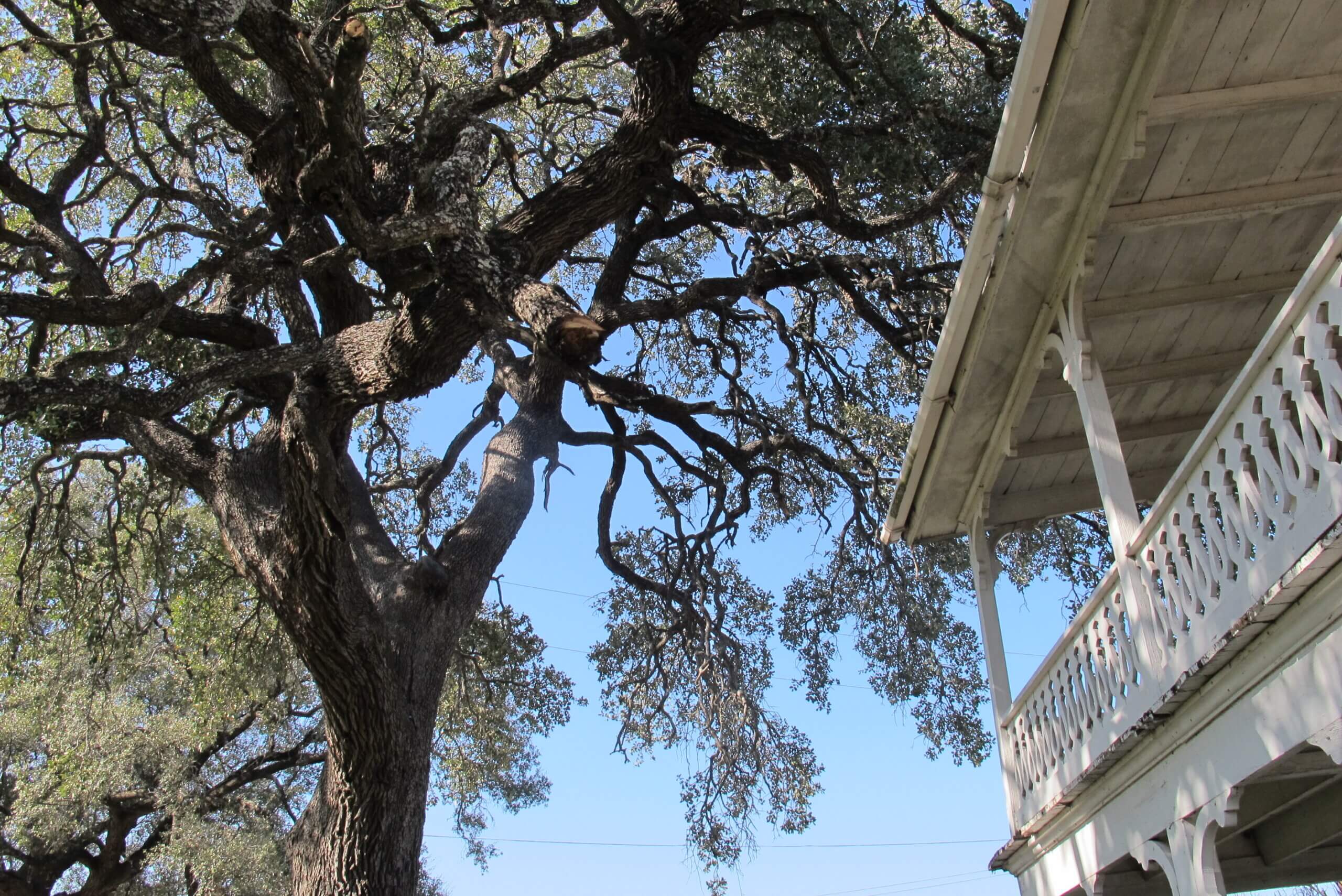 Heritage oak tree and porch at 600 S Bagdad Road