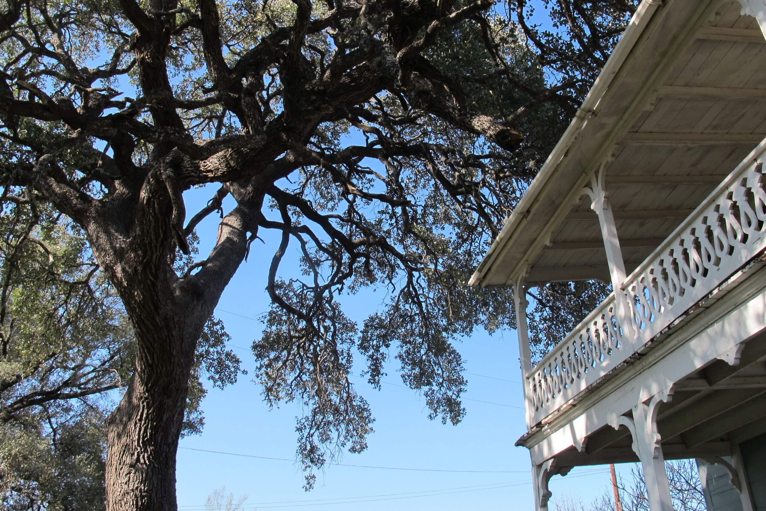 Tree and porch at the A.S. Mason House