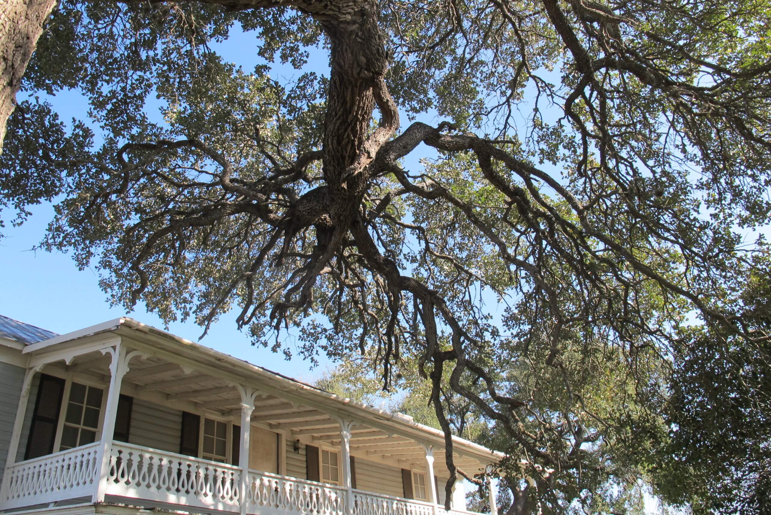 Trees and porch at 600 S Bagdad Road